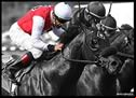 Thoroughbred Horse Racing