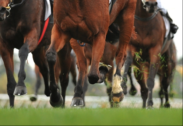 horse race